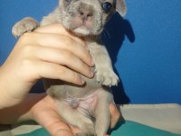 Tatlı, Sağlık ve Irk Garantili French Bulldog Yavruları