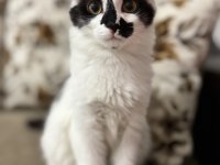3 AYLIK ERKEK KEDİMİZ SATIN ALMA SAHİPLEN