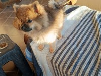 Pomeranian 4 aylık