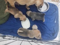 1 aylık pug anne eğitimli 3 erkek 1 dişi