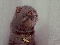 Scottish Fold Simba İçin Maalesef Yeni Yuva Arıyoruz