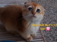 Munchkin Kilt Cüce Golden Scottish Fold Yavrumuz