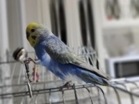 3 yaşında maviş muhabbet kuşu