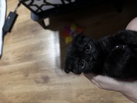 2 aylık scottish fold bebekler