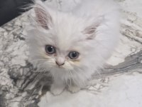 1.5 Aylık British longhair Erkek