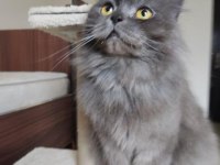 Scottish longhair Kedimi ücretsiz Sahiplendireceğim