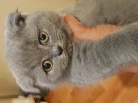 Veteriner kedilerinin safkan scottish fold yavruları