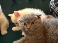 Safkan british ve scottish fold kediler