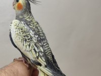 Pearl Yavru Uygun Sultan Papağanı