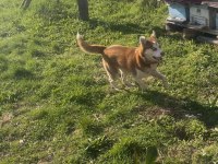 Orijinal husky