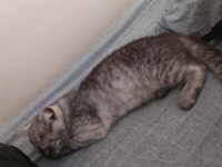British shorthair