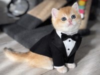Anne baba şecereli safkan yakışıklı golden british shorthair