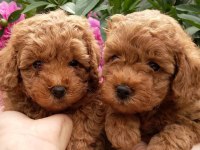 TOY POODLE YAVRULARI