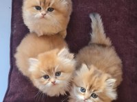 Safkan british longhair golden bebekler