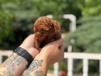 ANKARANIN DEĞİL TÜRKİYENİN EN İYİSİ KORE TOY POODLE