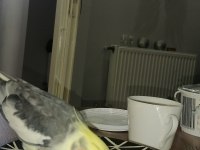 FULL EVCIL OYUN HAMURU GİBİ SULTAN PAPAĞANLAR