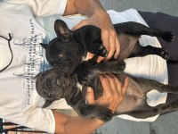 BLUE VE BLACK KALİTELİ FRENCH BULLDOG YAVRULARI
