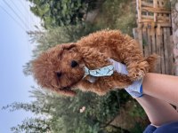 Orijinal toy poodle yavrularımız