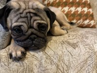 Pug Latte Yeni Sahibini Arıyor