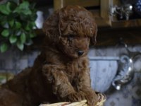 RED BROWN TOY POODLE