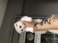 Scottish fold çift göz renkli