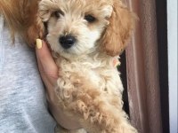 Enerjik Maltipoo Bebekler