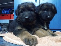 Safkan alman çoban köpekleri (show line)