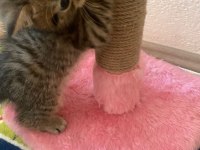 Golden tabby british shorthair yavrularımız hazır