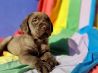 KAHVERENGİ MÜTHİŞ GÜZELLİKTE LABRADOR YAVRULAR