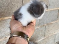 Hollanda Teddy Lop Tavşan Yavruları