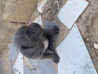Irk Garantili Dev Adayı Cane Corso Yavrular