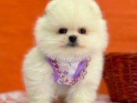 Safkan pomeranian yavrular