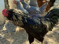 Sağlıklı genç horozlar mavici cins horozlar