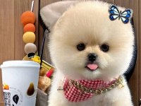 Beyaz Renk ayı surat pomeranian boo 2 aylık dişi yavru
