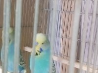 Her türlü muhabbet kuşu türü bulanmakta