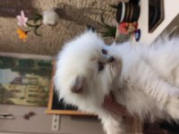 Birbirinden güzel british longhair yavrular