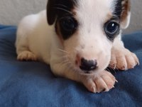Üst Kalite jack russell yavrular