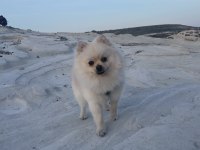 Oyuncu Eğitimli Bir pomeranian