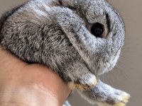 Üst kalite safkan netherland dwarf tavşanlar