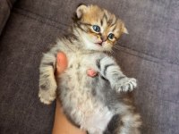 Scottish fold erkek 1 aylık şu an