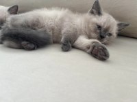 2 aylık saf british shorthair blue point kediler