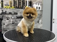 1 Yaş Üst kalite TEDDY BEAR erkek Pomeranian Boo