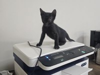 FABRİKA OFİSİNDE DOĞAN YAVRULAR