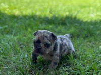 Son iki adet french bulldog kalmıştır