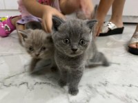 Orjinal safkan scottish fold bebekler