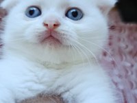 Beyaz Scottish Fold Kartoplarım