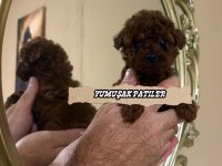 RED BROWN TOY POODLE