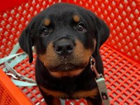 Son derece sağlıklı ve kaliteli rottweiler bebekler
