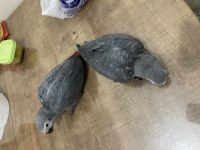 Yerli Üretim El Besleme Jako Papağanı Yavrular