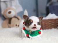 Mini Elma Kafa Teacup Chihuahua Bebekler
